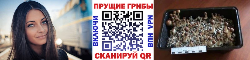 ссылка на мегу маркетплейс Бутурлиновка Псилоцибиновые грибы мухоморы
